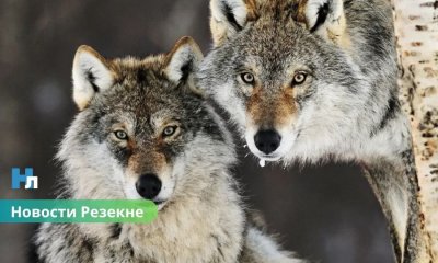 🐺 Хищники становятся смелее: в Резекненском крае растёт риск встреч с дикими животными.