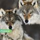 🐺 Хищники становятся смелее: в Резекненском крае растёт риск встреч с дикими животными.