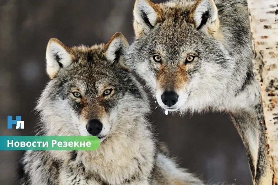🐺 Хищники становятся смелее: в Резекненском крае растёт риск встреч с дикими животными.