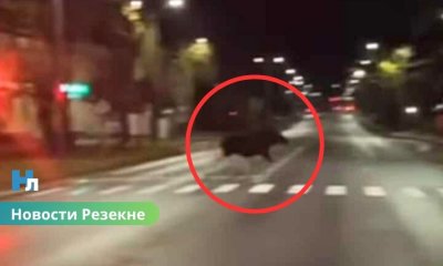 📰 Лось замечен на улицах Резекне ранним утром.