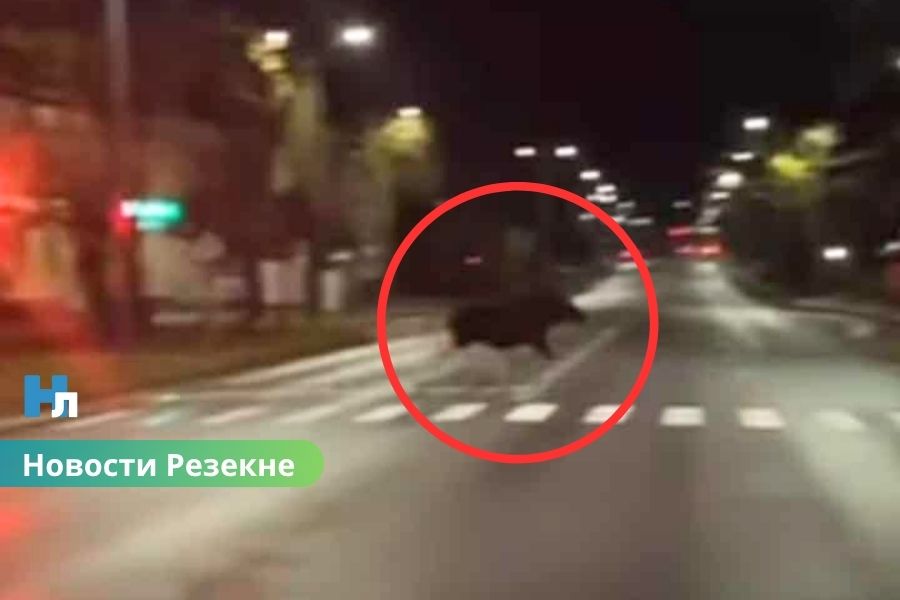 📰 Лось замечен на улицах Резекне ранним утром.