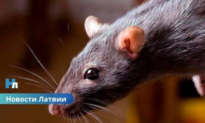 Опасная инфекция возвращается: в Латвии три смерти от лептоспироза.