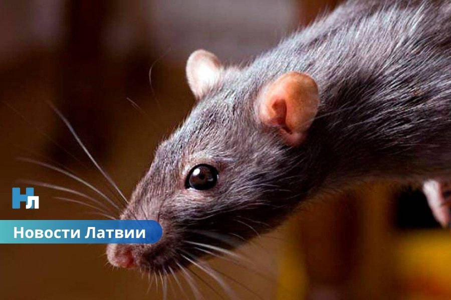 Опасная инфекция возвращается: в Латвии три смерти от лептоспироза.