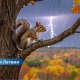 🌧 В воскресенье в Латвии пройдут дожди и возможны грозы