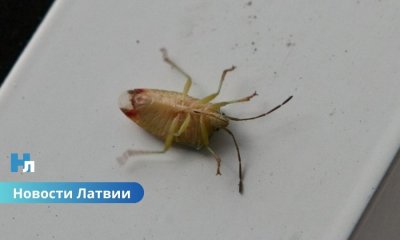🐞 Новые обитатели Риги: в столице найдены два южных вида насекомых