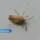 🐞 Новые обитатели Риги: в столице найдены два южных вида насекомых