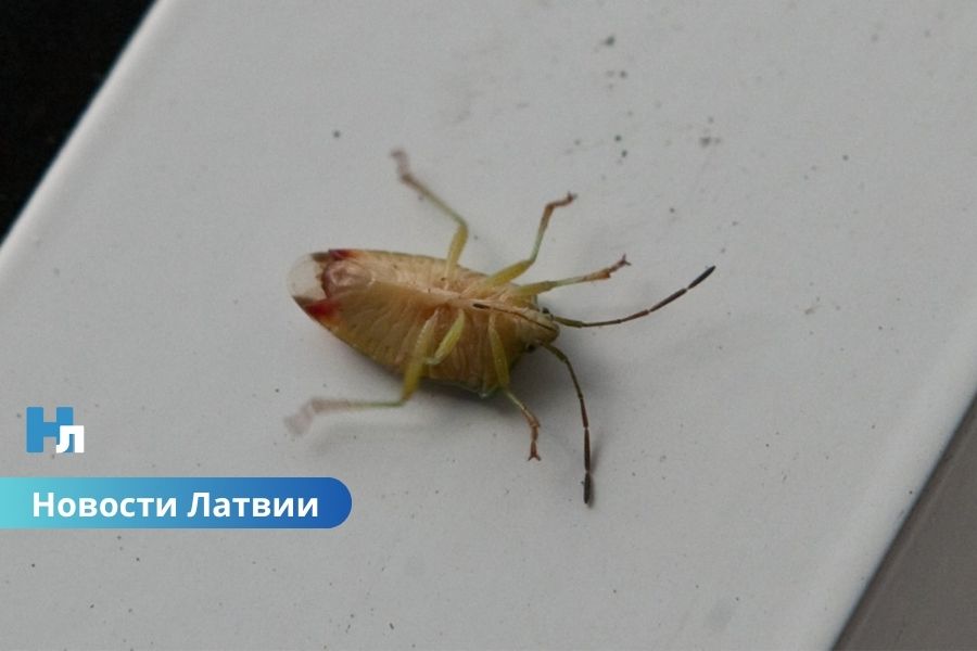 🐞 Новые обитатели Риги: в столице найдены два южных вида насекомых