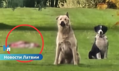 Modra olas, убийство собак в Латвии, Бауский край, Модрис Коновалов, Государственная полиция, сельское хозяйство, охотники, Брунавская волость, животные, общественная безопасность. В Бауском крае застрелили трёх собак владельца “Modra olas”: полиция начала уголовный процесс