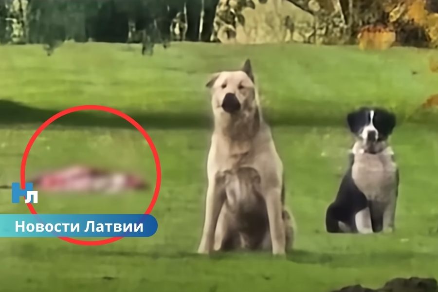 Modra olas, убийство собак в Латвии, Бауский край, Модрис Коновалов, Государственная полиция, сельское хозяйство, охотники, Брунавская волость, животные, общественная безопасность. В Бауском крае застрелили трёх собак владельца “Modra olas”: полиция начала уголовный процесс