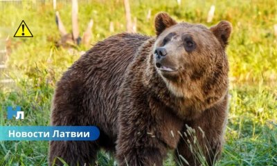 🐻 В Огрском крае во время незаконной охоты застрелен медведь.