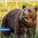 🐻 В Огрском крае во время незаконной охоты застрелен медведь.