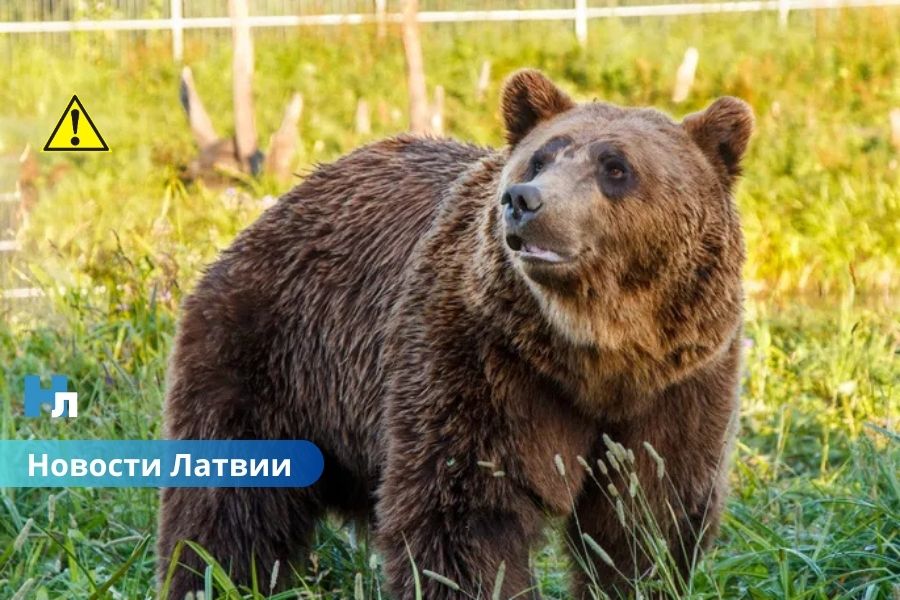 🐻 В Огрском крае во время незаконной охоты застрелен медведь.