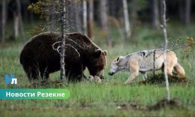 Паника в Резекненском крае: волки и медведи терроризируют регион.