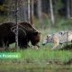 Паника в Резекненском крае: волки и медведи терроризируют регион.