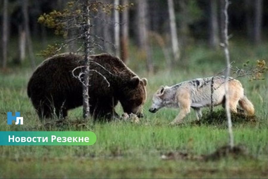 Паника в Резекненском крае: волки и медведи терроризируют регион.