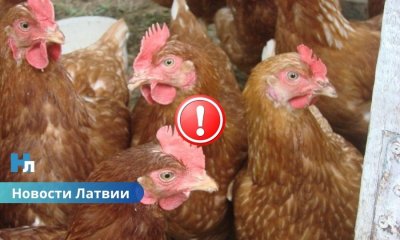 Опасный птичий грипп H5N1 обнаружен в Латвии: введены жесткие ограничения!