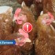 Опасный птичий грипп H5N1 обнаружен в Латвии: введены жесткие ограничения!