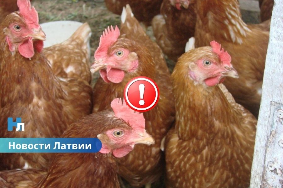 Опасный птичий грипп H5N1 обнаружен в Латвии: введены жесткие ограничения!