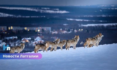 В Латгалии растёт страх: дикие животные приближаются все ближе к домам - в впереди темные зимние ночи.
