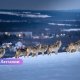 В Латгалии растёт страх: дикие животные приближаются все ближе к домам - в впереди темные зимние ночи.