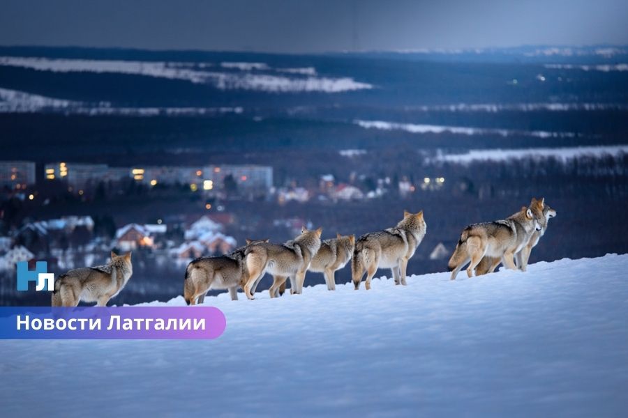 В Латгалии растёт страх: дикие животные приближаются все ближе к домам - в впереди темные зимние ночи.