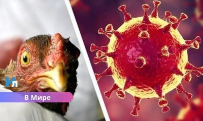 Первая смерть от штамма птичьего гриппа H5N5: зафиксирован уникальный случай заражения человека.