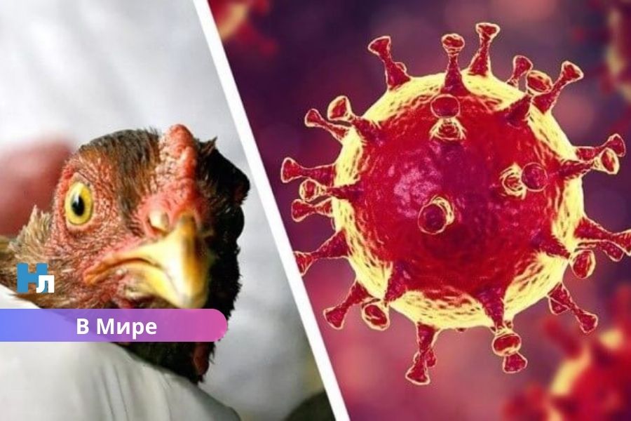 Первая смерть от штамма птичьего гриппа H5N5: зафиксирован уникальный случай заражения человека.