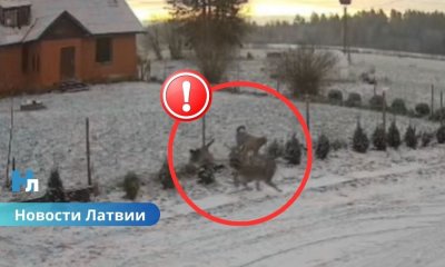 ВИДЕО ⟩ Четыре волка у дверей частного дома: жители Валмиерского края в тревоге