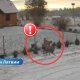 ВИДЕО ⟩ Четыре волка у дверей частного дома: жители Валмиерского края в тревоге