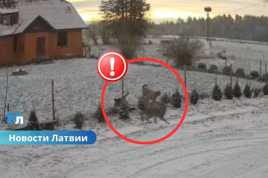 ВИДЕО ⟩ Четыре волка у дверей частного дома: жители Валмиерского края в тревоге