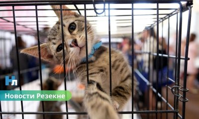 🐾 В Резекненском приюте ищут дом: 50 кошек и 11 собак ждут своих новых хозяев.