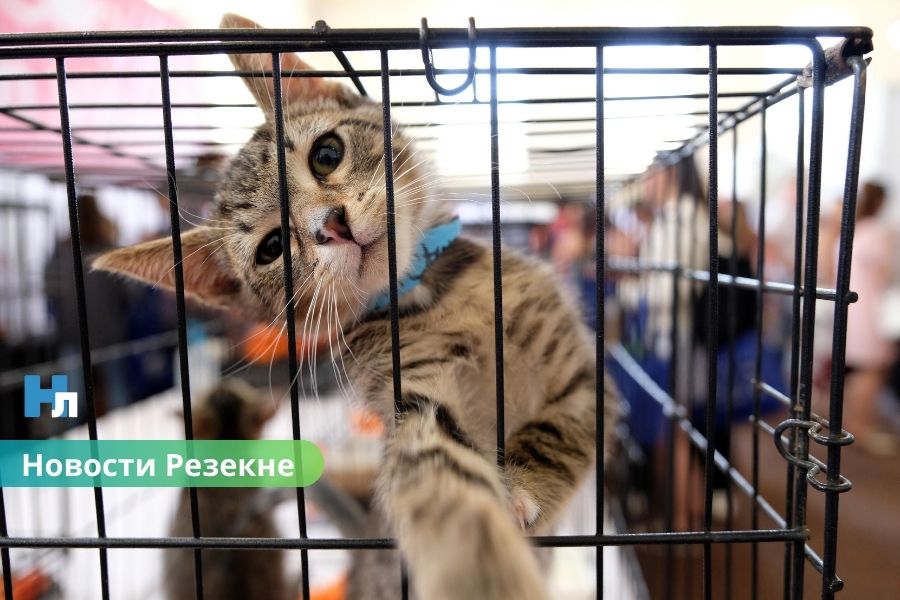 🐾 В Резекненском приюте ищут дом: 50 кошек и 11 собак ждут своих новых хозяев.