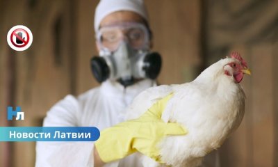 Болезнь Ньюкасла впервые обнаружена у домашних птиц в Латвии: введены зоны защиты.