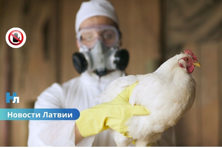 Болезнь Ньюкасла впервые обнаружена у домашних птиц в Латвии: введены зоны защиты.