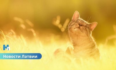 Побит температурный рекорд: в Латвии зафиксировано +15 градусов тепла!