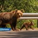 🐻 Медведей в Латвии становится всё больше: эксперты предупреждают — встреч с хищниками будет больше и возле домов.