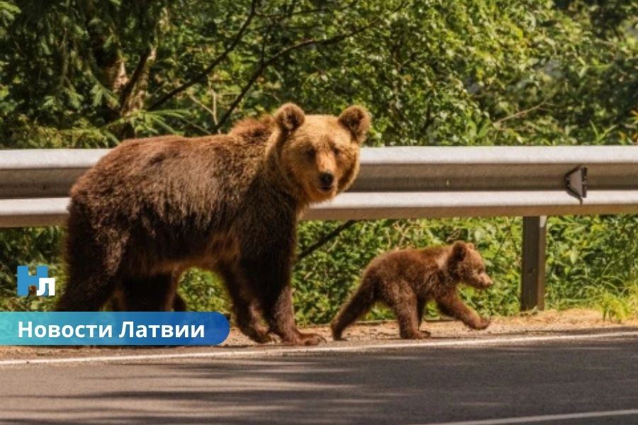 🐻 Медведей в Латвии становится всё больше: эксперты предупреждают — встреч с хищниками будет больше и возле домов.