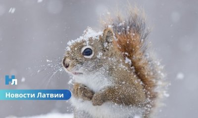 ❄️ Праздничные выходные в Латвии: синоптики обещают снег, мороз и солнце.