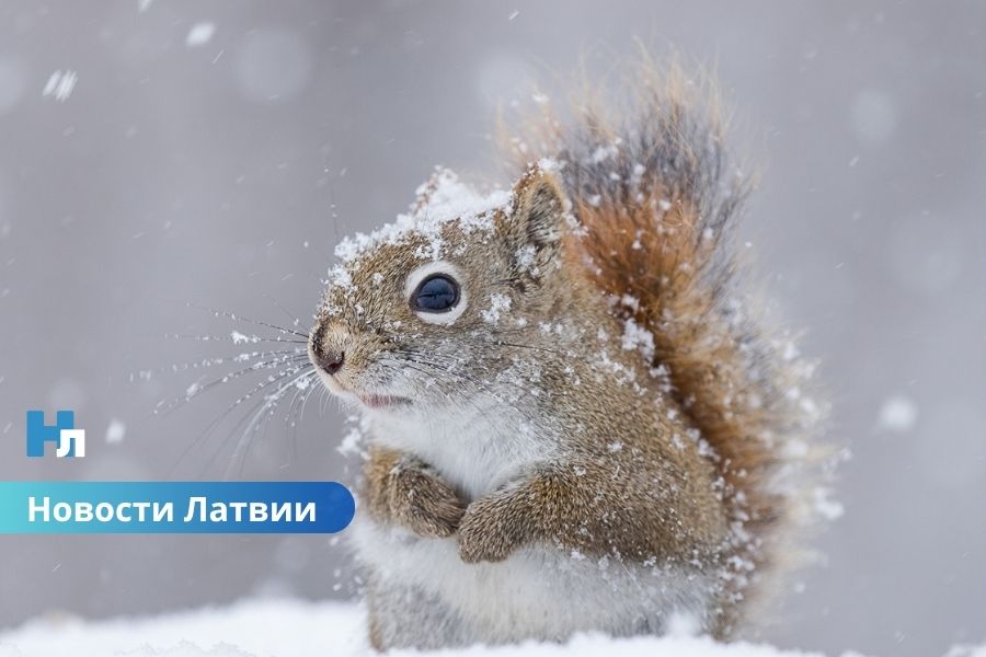 ❄️ Праздничные выходные в Латвии: синоптики обещают снег, мороз и солнце.