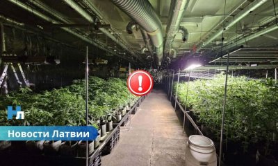 Обнаружена и ликвидирована одна из крупнейших плантаций марихуаны в Латвии