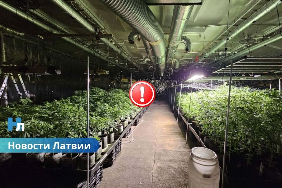 Обнаружена и ликвидирована одна из крупнейших плантаций марихуаны в Латвии