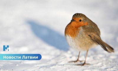 🌧 Пасмурный понедельник с дождями: какая погода ждёт Латвию 15 декабря.