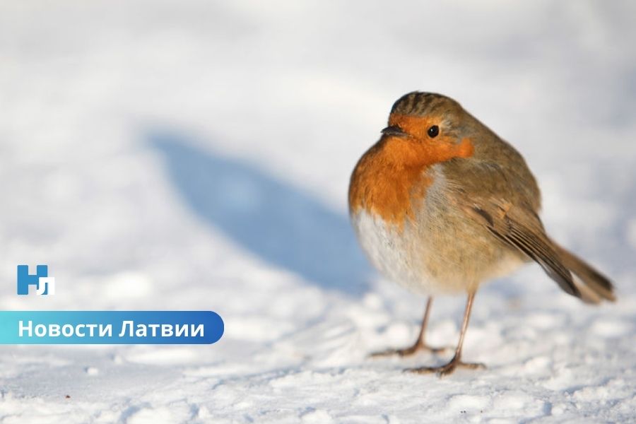 🌧 Пасмурный понедельник с дождями: какая погода ждёт Латвию 15 декабря.