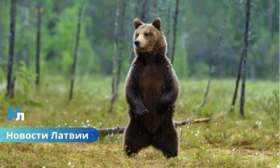 Государство продаёт медведей с аукциона: в Латгалии решается судьба животных из мини-зоопарка.