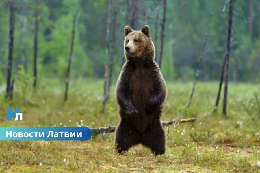 Государство продаёт медведей с аукциона: в Латгалии решается судьба животных из мини-зоопарка.