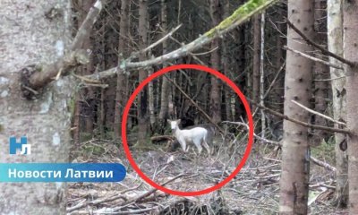 В лесу Латвии заметили редкое белое животное: специалисты объясняют.