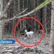 В лесу Латвии заметили редкое белое животное: специалисты объясняют.