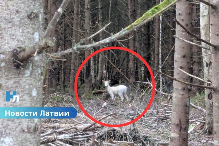 В лесу Латвии заметили редкое белое животное: специалисты объясняют.