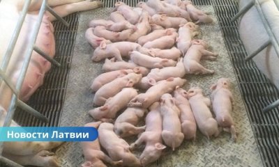 В Латвии пересмотрены зоны риска африканской чумы свиней: изменения коснулись сразу нескольких краёв.