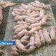 В Латвии пересмотрены зоны риска африканской чумы свиней: изменения коснулись сразу нескольких краёв.